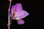Eastern purple bladderwort